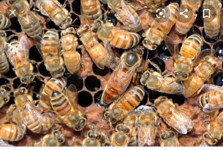Bees covering frames in a 5-frame nuc box