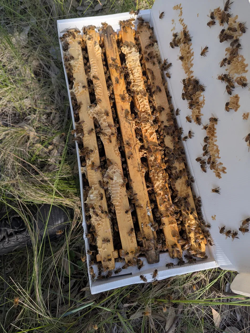Nuc box frames covered in bees and capped brood