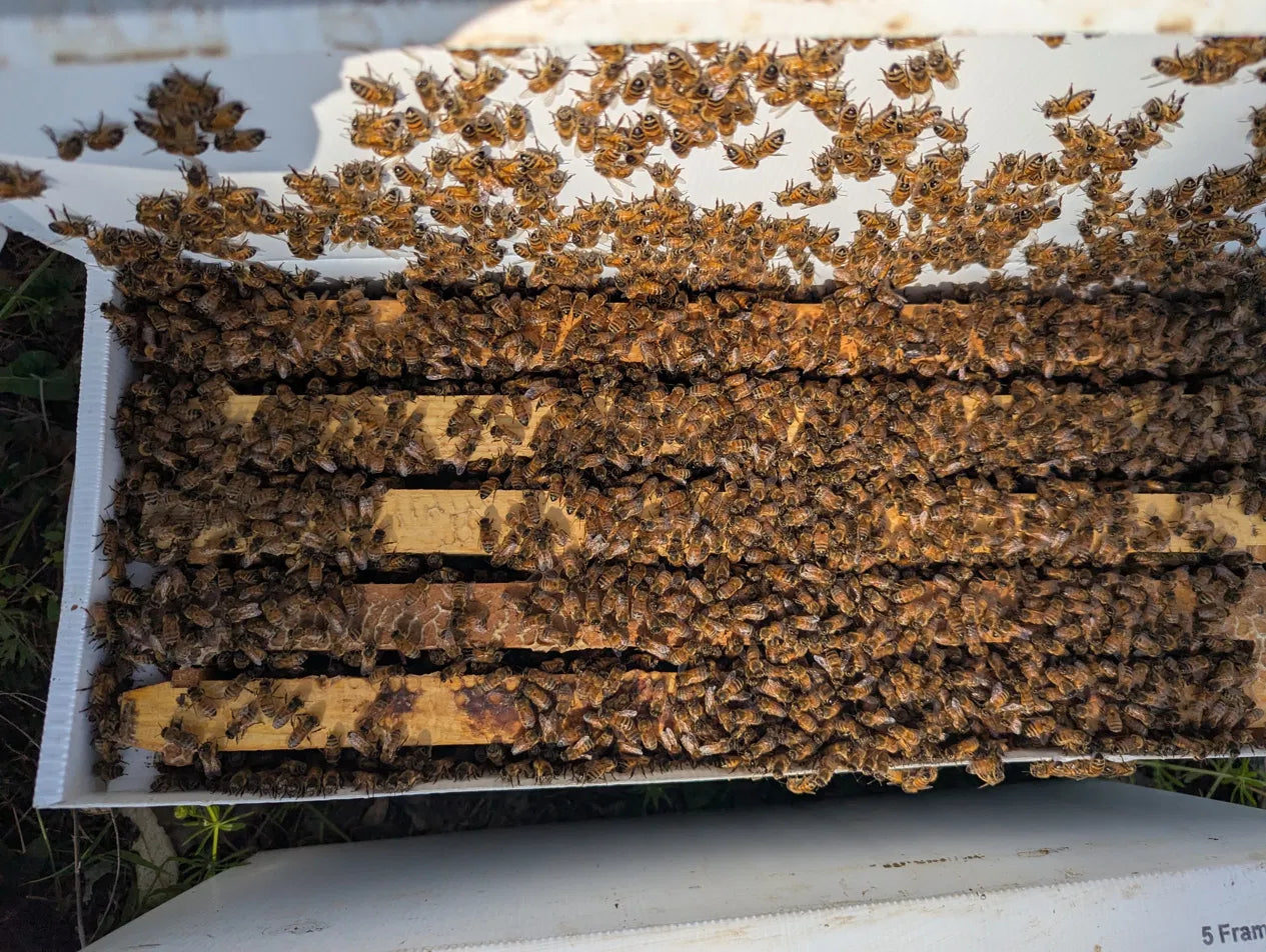 Close-up of honey bees on comb