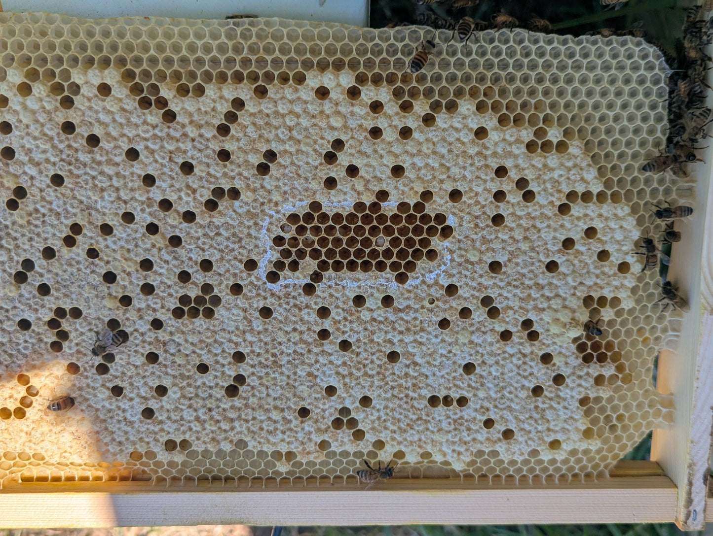 EZPZ Pin Tester – Hygienic Behaviour Testing Tool (Australian Made)