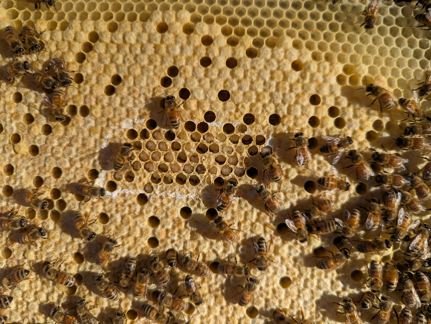 EZPZ Pin Tester – Hygienic Behaviour Testing Tool (Australian Made)